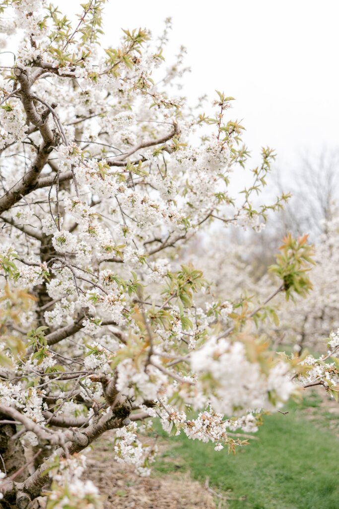 Apple tree in full white bloom at Robinette's orchard in spring