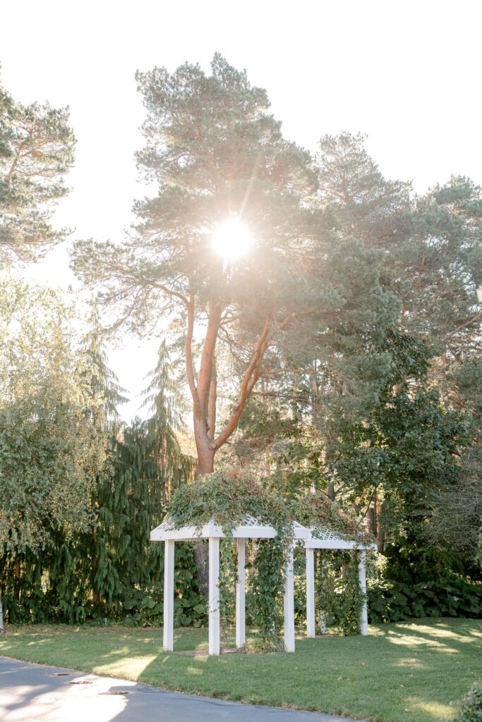 Ivy covered white pergola under a tall pine with sunlight at Ivy House