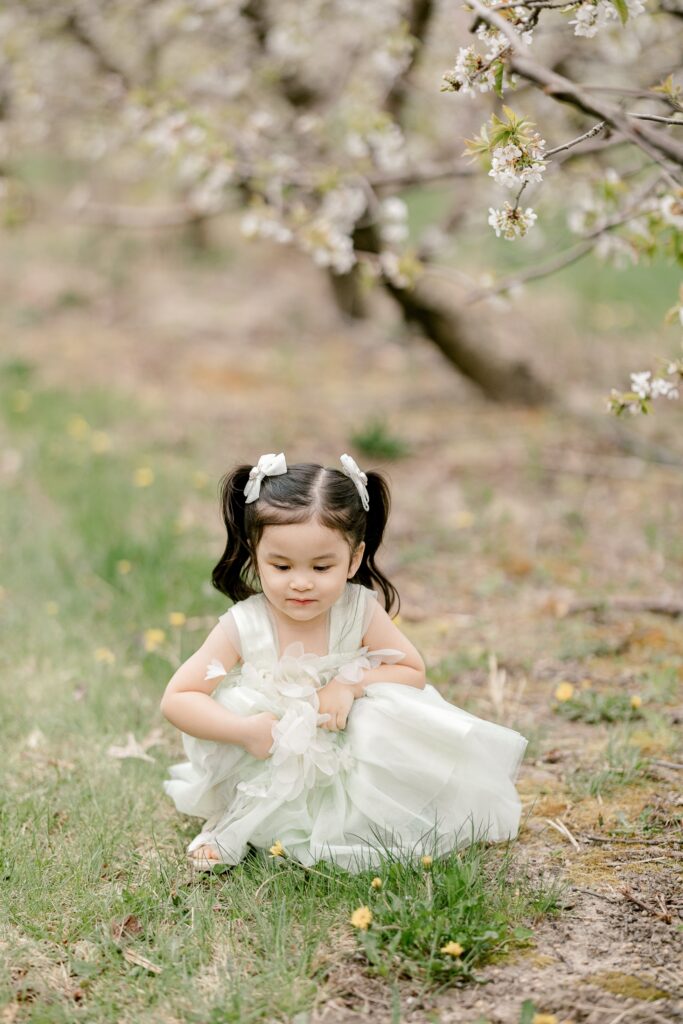 Little girl in a white dress sitting in the grass among apple blossoms in West Michigan
