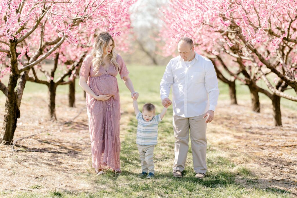 Expecting parents and their toddler walking under pink peach blossom trees in a Grand Rapids orchard