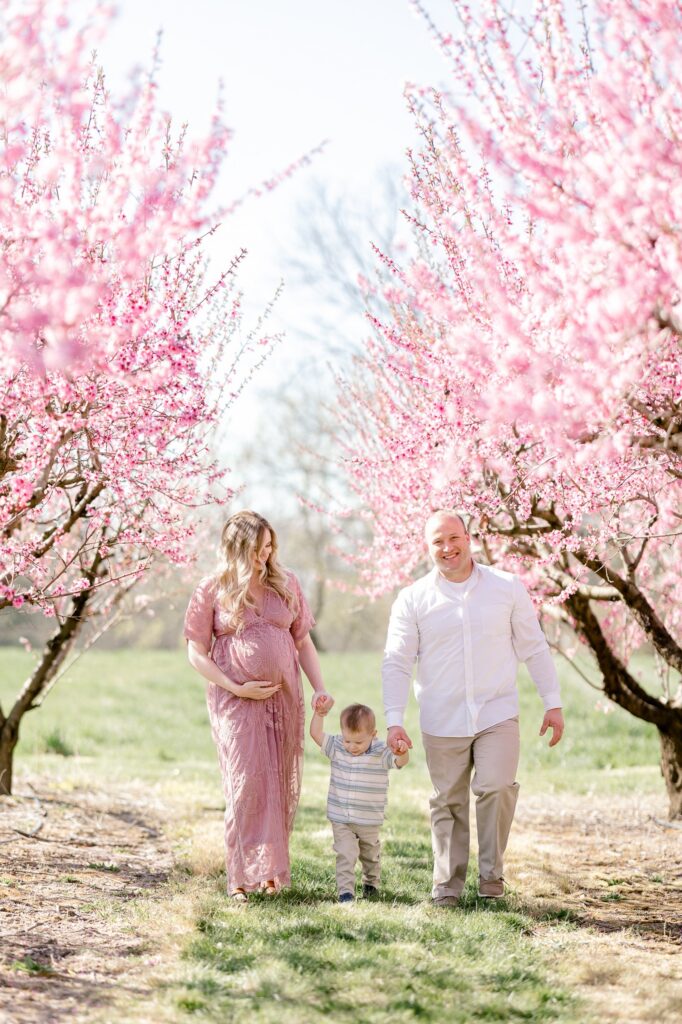 Family of three holding hands in a row of pink peach blossom trees in West Michigan