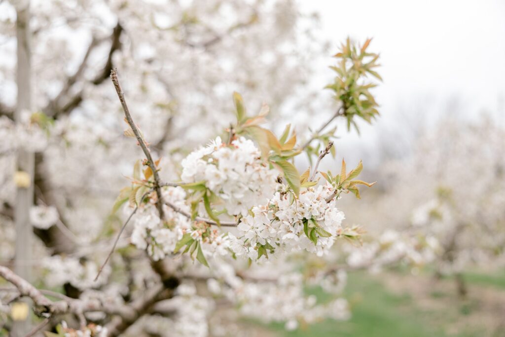 Close-up of white apple blossoms on a branch at Robinette's orchard in Grand Rapids
